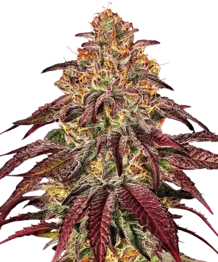 Mimosa x Orange Punch
