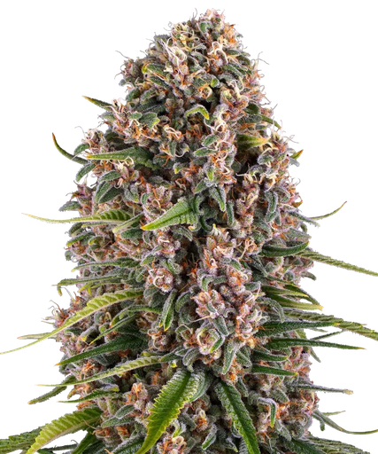 Blue Cheese