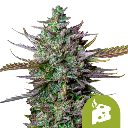 Blue Cheese