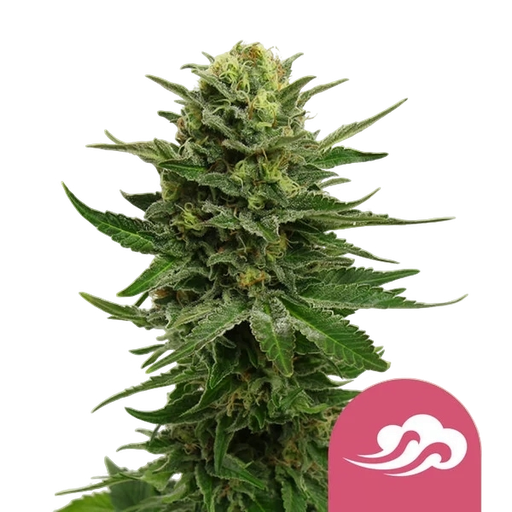 Blue Mystic