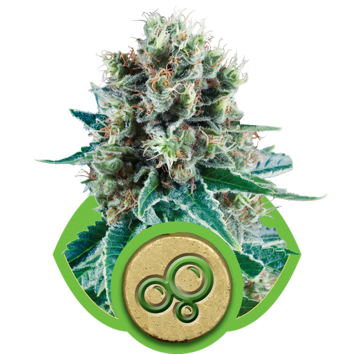 Bubble Kush