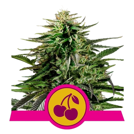 Cherry Pie