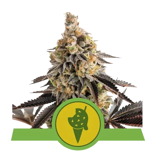 Cookies Gelato