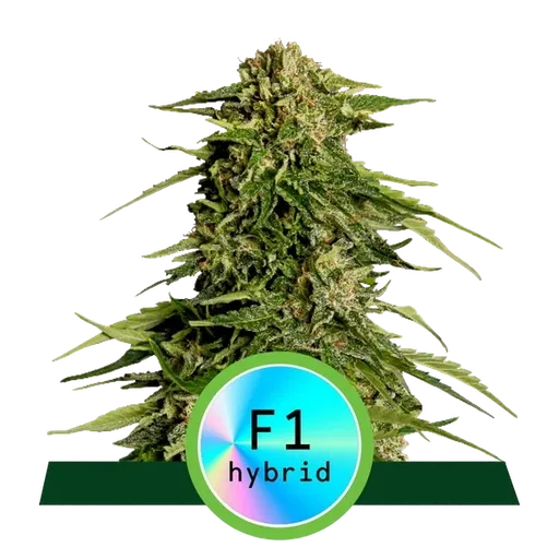 Epsilon F1